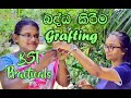 Grafting | BST Practical | Sinhala Medium