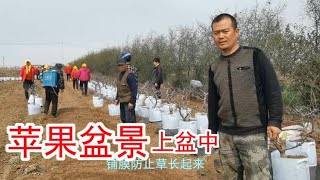 果哥的苹果盆景又上盆了，装了2000盆，他的盆景真的好漂亮！