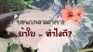 EP1 - บอนกระดาดด่างขาว บ้าใบ ทำไงดี? | Alocasia macrorrhizos