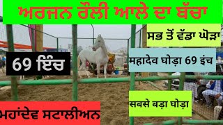 ਮਹਾਂਦੇਵ ਘੋੜਾ ਅਰਜਨ ਰੌਲੀ ਦਾ  ਬੱਚਾ 69 ਇੰਚ। Mahadev Stud 69\