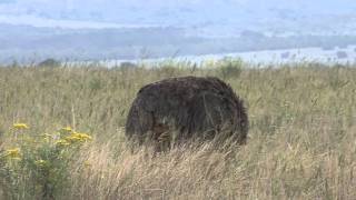 Ostrich at Shamwari Game Reserve