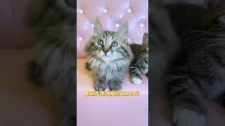 家里来了3只小奶猫！#流浪猫 #猫