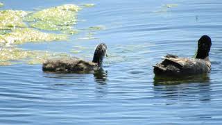 Coot Mama and Babies