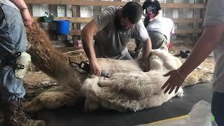 Yearly Shearing of the Alpacas and Llamas