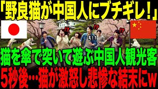 【海外の反応】「日本って猫まで間抜けづらw」猫を傘で突いて遊ぶ中国人観光客たち。→5秒後…猫が激怒して悲惨な結末にw