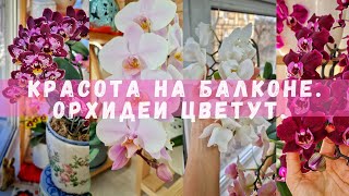 Цветение орхидей на балконе.Орхидейный балкон.Домашнее цветение очередных сортов. Мой мини-сад.