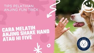 cara melatih anjing shake hand atau hi five