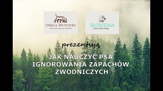 JAK NAUCZYĆ PSA IGNOROWANIA ZAPACHÓW ZWODNICZYCH