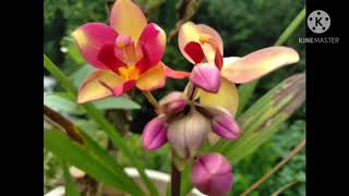 HYBRID GROUND ORCHIDS: Contact us at 7598193021