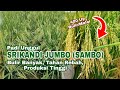 Padi Unggul Srikandi Jumbo (SAMBO) Bulir Banyak, Tahan Rebah, Produksi Tinggi !!