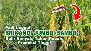 Padi Unggul Srikandi Jumbo (SAMBO) Bulir Banyak, Tahan Rebah, Produksi Tinggi !!