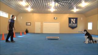 Paxson (Siberian Husky) Dog Training Demonstration Minneapolis