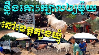 ថ្លឹងគោសាច់5ក្បាលឲ្យម៉ូយនៅខេត្តត្បូងឃ្មុំ