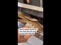 Snake hides inside dishwasher