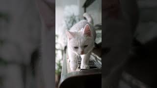 cat vwdios #funny #catvideos #cute #funnyshorts #catlover