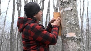 Native Report - Call of the Moose