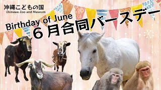 動物イベント【6月合同動物バースデー】