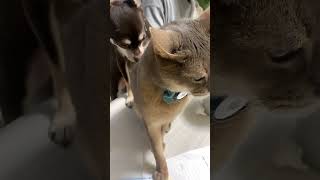 猫に怒られパパの後ろに隠れて  猫のご機嫌を伺う犬 #shorts #アビシニアン  #チワワ