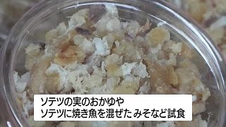 ソテツの試食会　先人の苦労「かみしめ」　奄美市 (23/12/30 13:00)