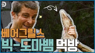 악어만한 왕도마뱀을 먹어치우는 베어그릴스의 극한먹방! [Man vs Wild ]