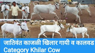 जातिवंत काजळी खिलार गायी व कालवड | Category Khilar Cow | पुसेगाव प्रदर्शन