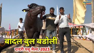 Haryana Govt. Cattle Show 2023 || Badal Bull Badoli || 39 wa Pashu Mela Dadri