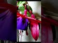 time lapse of fuchsia flowers opening