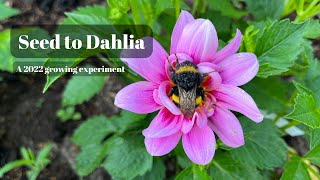 Seed to Dahlia 2022