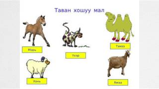 Mongolian language lesson #6, Таван хошуу мал