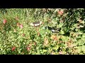 Three Male Orchard Swallowtail Butterflies courting a female