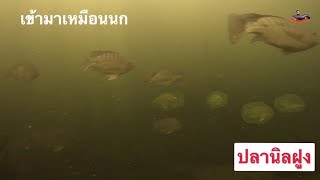 ดำยิงปลานิลฝูง EP.234 Spearfishing in Thailand