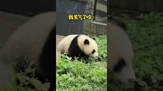 大熊貓，遇黏人的熊貓寶寶怎麽辦？誰來抱走！？【熊貓寶寶Panda】