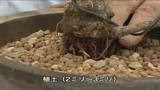 五葉松 針金掛け直しと植え替え