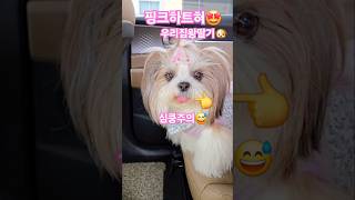 핑크혀가 매력적인 시츄 왕딸기🐶#shorts