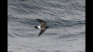 Pacific Ocean Birding - with dolpins and whales too!