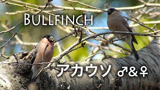 野鳥観察・アカウソのペアー / Eurasian Bullfinch / Pyrrhula pyrrhula rosacea