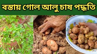 বস্তায় গোল আলু চাষ পদ্ধতি || Potato Cultivation || Rooftops || Sobuj Bangla || Part - 395