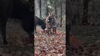 The donkeys love leaf chips too! #reelsvideo #farmlife #minidonkey\\\\\\Clutch of Color LLC