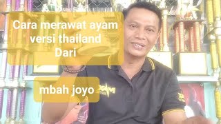 Cara merawat ayam versi thailan || mbah joyo