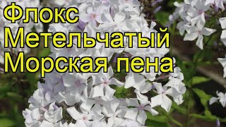 Флокс метельчатый Морская пена. Краткий обзор, описание характеристик phlox paniculata Morskaia pena