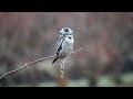 northern hawk owl in the rain