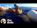 Watch Underwater As This Huge Sea Turtle Swims Back Home | The Dodo