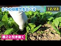 【ほうれん草】芽が出たら絶対にやって欲しい3つの作業【綺麗で大きく育ちます】