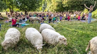 Sheep help with Montreal yoga courses, park upkeep