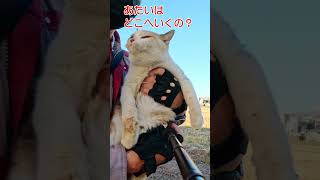 連行されるココちゃん1209s #shorts  #野良ねこ