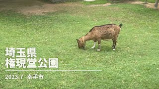 埼玉県幸手市権現堂公園