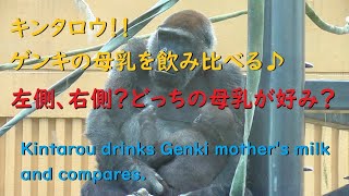 キンタロウ、ゲンキの母乳を飲み比べる♪京都市動物園・ゴリラ【Gorilla,Kintaro drinks Genki mother's milk and compares.】