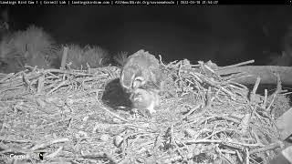 Owlet Has A Bullfrog Feast At The Great Horned Owl Nest  – March 10, 2022