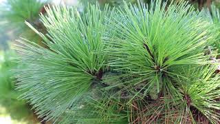 Thunderhead Japanese black pine (Pinus thunbergii 'Thunderhead' ) - Plant Identification