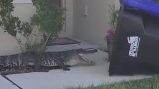 Eugene Bozzi Talks About Catching Alligator In Florida On Eyewitness News